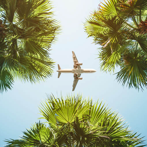 Aeroplane flying above palm trees